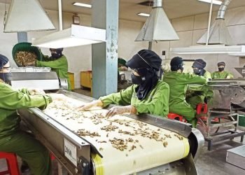 Sido Muncul (SIDO) Lebih Berenergi