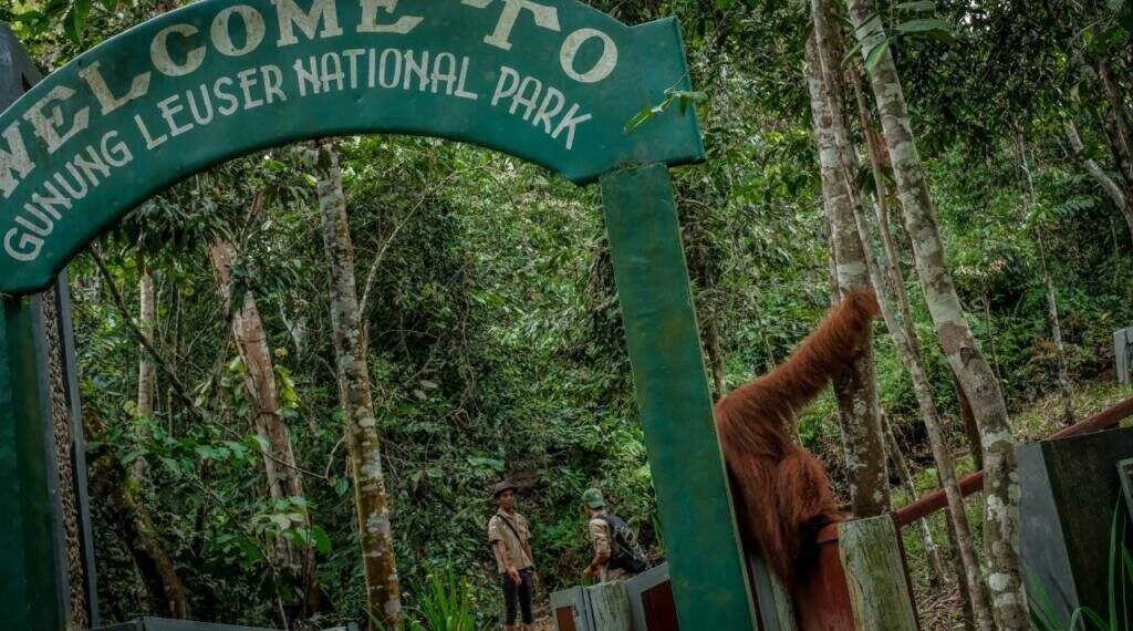 Enam Hutan Paling Memukau di Indonesia, Dari Habitat Orangutan hingga Hutan Purba