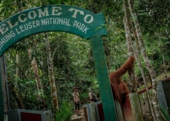 Enam Hutan Paling Memukau di Indonesia, Dari Habitat Orangutan hingga Hutan Purba
