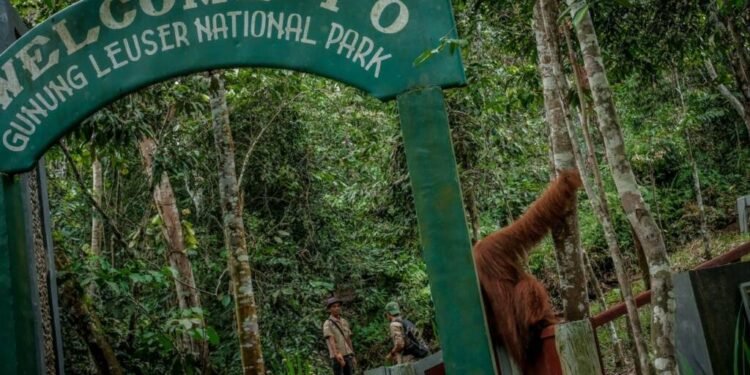 Enam Hutan Paling Memukau di Indonesia, Dari Habitat Orangutan hingga Hutan Purba